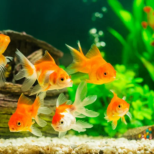 ดาวน์โหลด Fish On Screen 3D Wallpaper ล่าสุด – วอลเปเปอร์ปลาเคลื่อนไหวฟรี